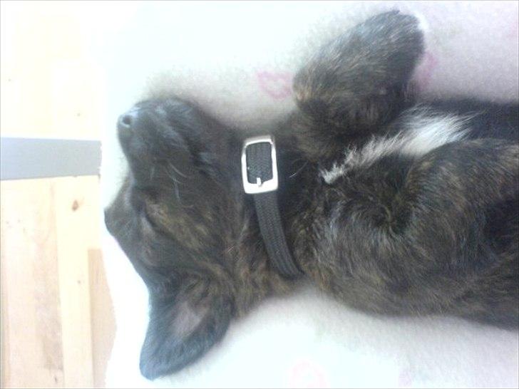 Blanding af racer Toby billede 4