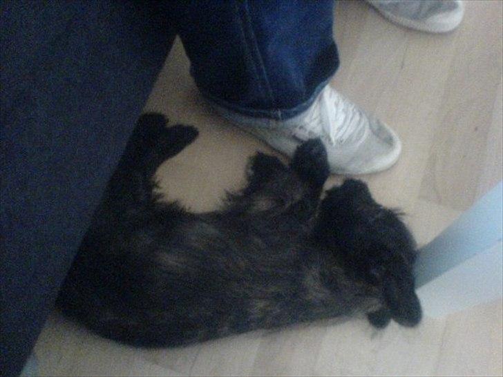 Blanding af racer Toby billede 5