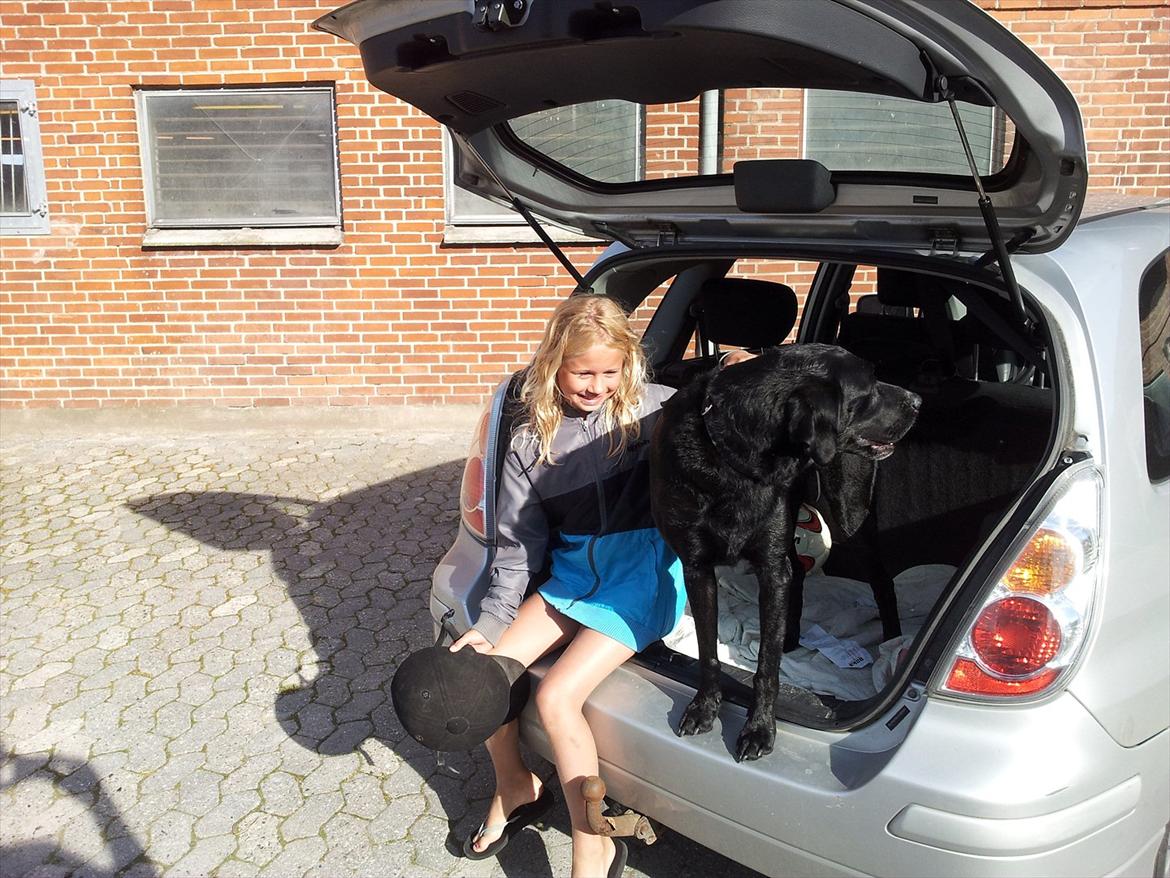 Blanding af racer baloo billede 10