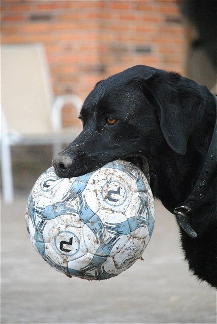 Blanding af racer baloo billede 11