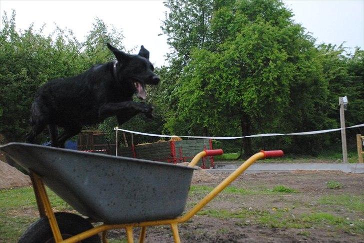 Blanding af racer baloo billede 12