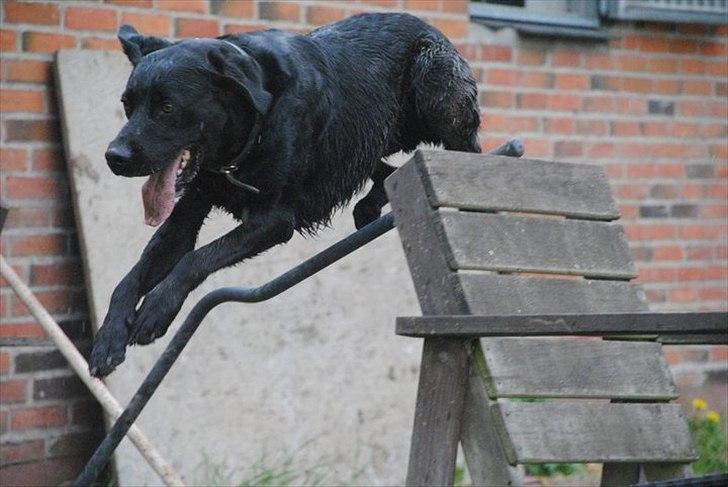 Blanding af racer baloo billede 1