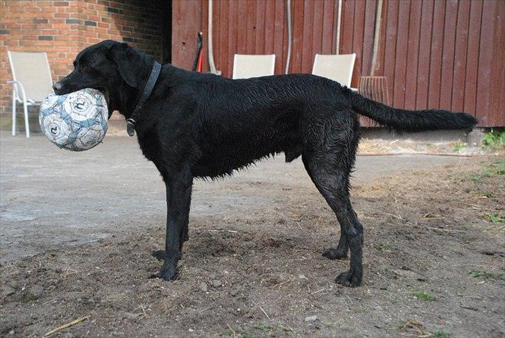 Blanding af racer baloo billede 13