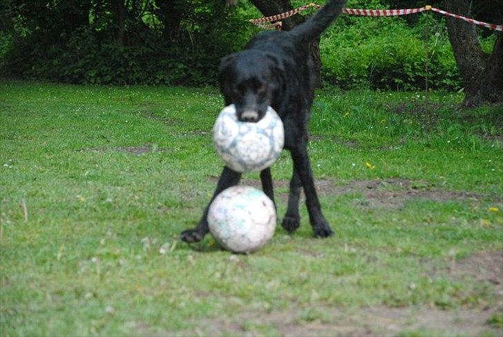 Blanding af racer baloo billede 14