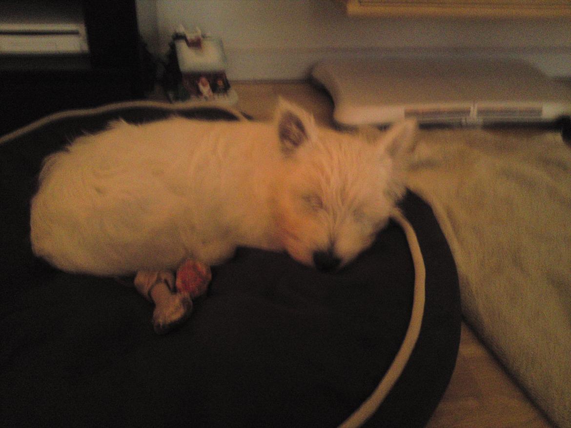 West highland white terrier Ronya (Excuse me) - trætte Ronya <3 billede 1