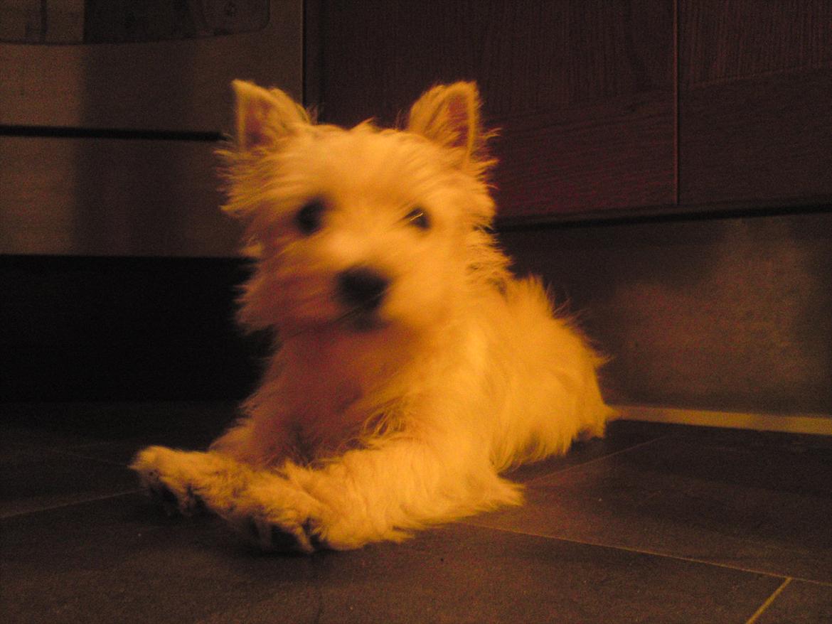 West highland white terrier Ronya (Excuse me) billede 2