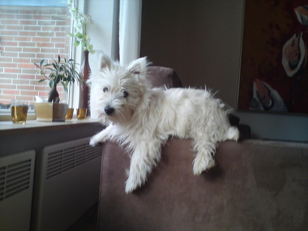 West highland white terrier Ronya (Excuse me) billede 3