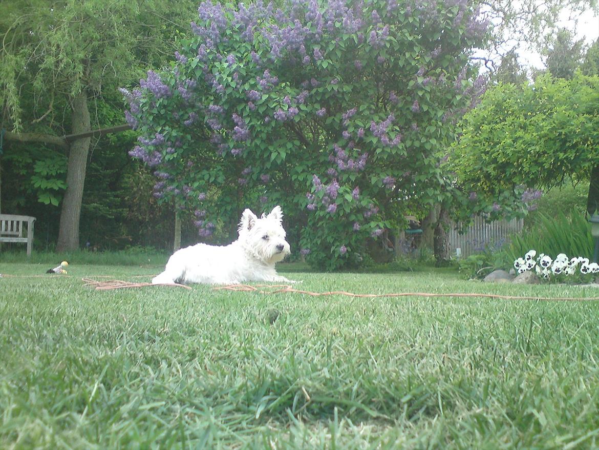 West highland white terrier Ronya (Excuse me) billede 4