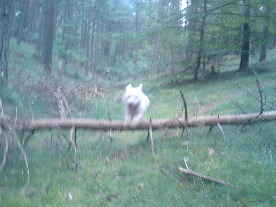 West highland white terrier Ronya (Excuse me) billede 5