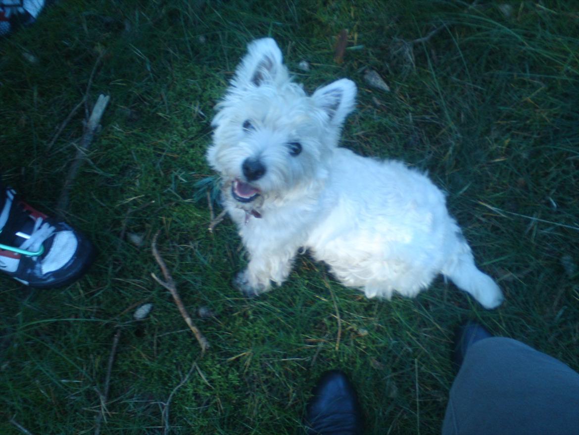 West highland white terrier Ronya (Excuse me) billede 6