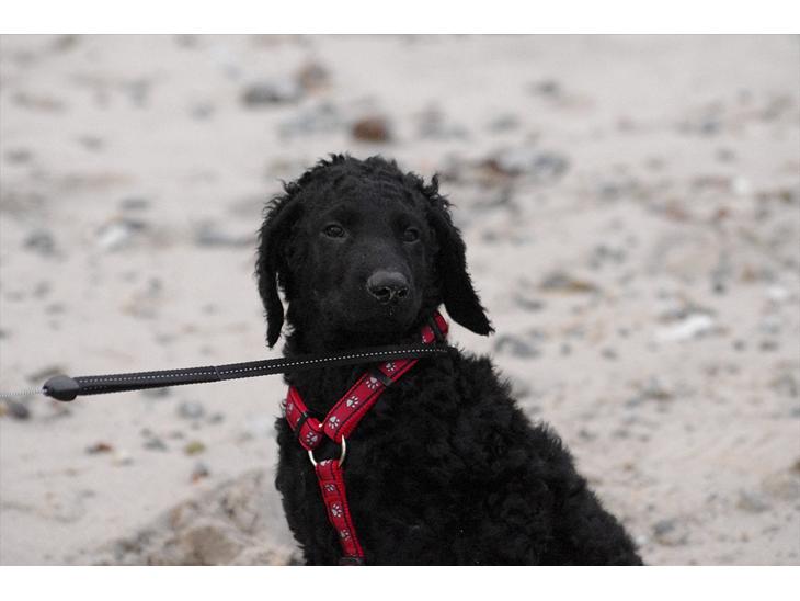 Curly coated retriever Jobs - SMUKKE!! :-D <3 billede 1