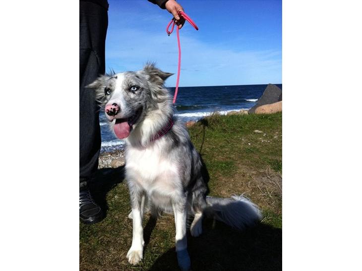 {{currentPhoto.altText}} billede {{currentPhoto.number}}