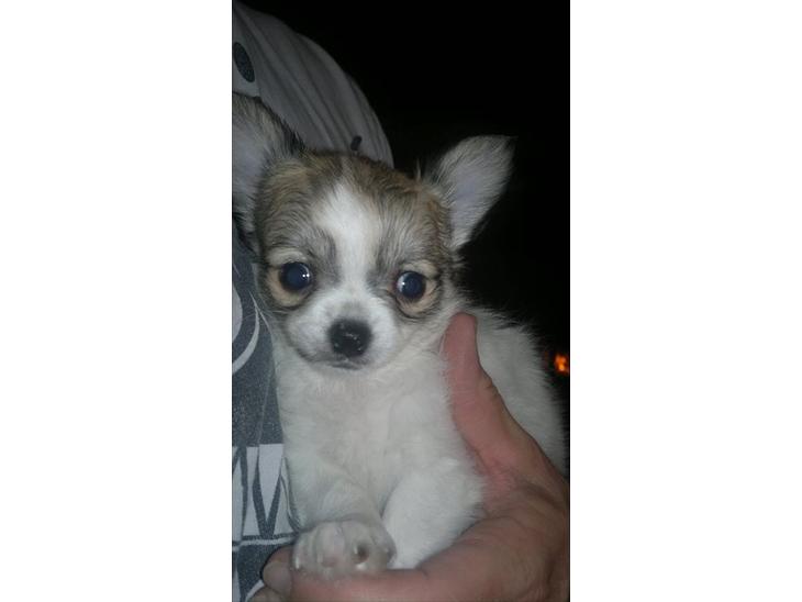 {{currentPhoto.altText}} billede {{currentPhoto.number}}