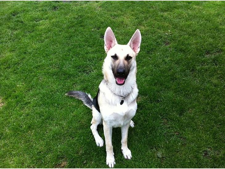 Schæferhund Kimba billede 1