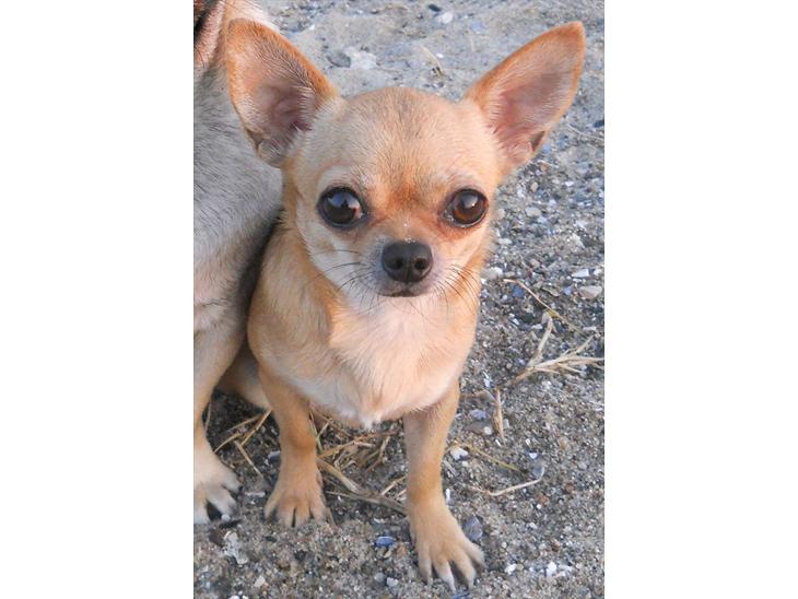 {{currentPhoto.altText}} billede {{currentPhoto.number}}