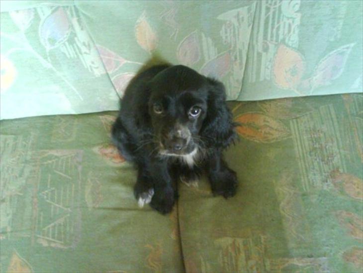 {{currentPhoto.altText}} billede {{currentPhoto.number}}