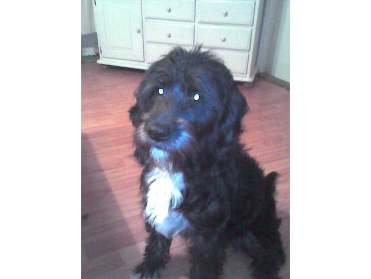 {{currentPhoto.altText}} billede {{currentPhoto.number}}