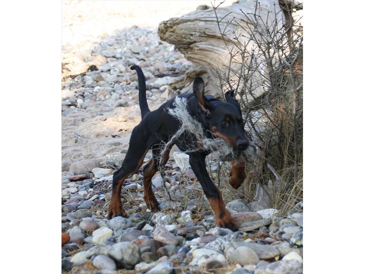 {{currentPhoto.altText}} billede {{currentPhoto.number}}