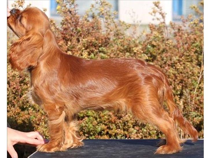 Cavalier king charles spaniel Kiddo billede 1