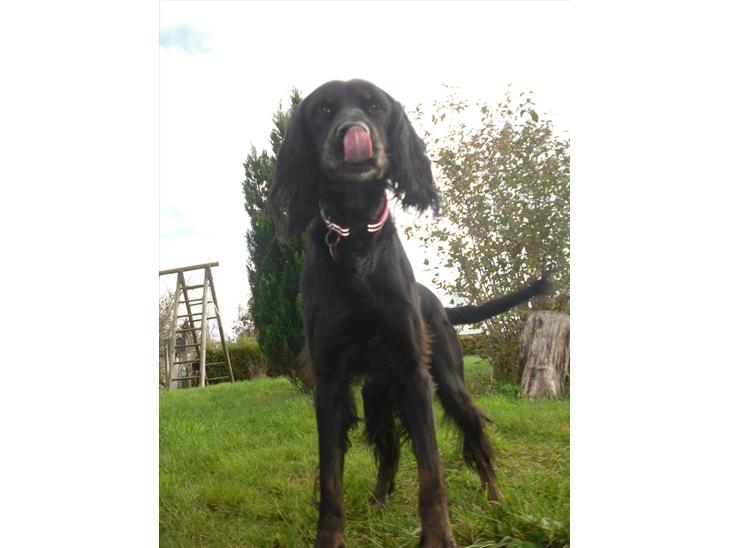 {{currentPhoto.altText}} billede {{currentPhoto.number}}