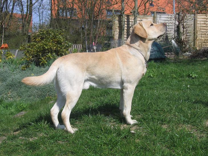 Labrador retriever Simba - Velkommen til Simbas profil :) billede 1
