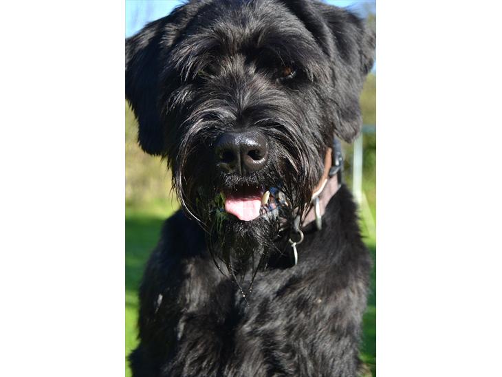 Riesenschnauzer  Doolittle's Odin - Velkommen til Odins profil! :-).
Fotografen: Ida Jensen billede 1