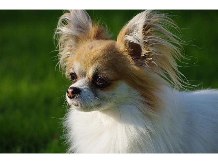 {{currentPhoto.altText}} billede {{currentPhoto.number}}