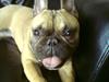 Fransk bulldog Sisse