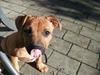 Staffordshire bull terrier Nemo