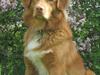Nova scotia duck tolling retriever Simba