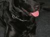 Labrador retriever malou [Tidl. hund]