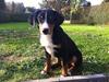 Appenzeller sennenhund Czekko Von Hirten