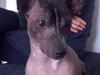 Xoloitzcuintle Miska [Tidl. hund]