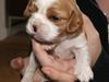 Cavalier king charles spaniel Marskens Nova  [Tidl. hund]