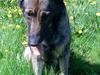 Schæferhund Tess [ Himmelhund]