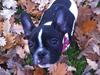Fransk bulldog Carla