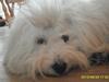 Coton de tulear Zillo