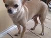 Chihuahua Milou