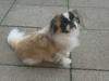 Pekingeser Paw [ Himmelhund]