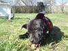 Staffordshire bull terrier Tigi