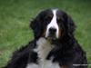 Berner sennenhund Senna