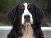 Berner sennenhund Malou