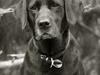 Labrador retriever                     Freja