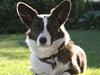 Welsh corgi cardigan Berta <3