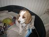 Beagle Rhino