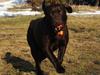 Labrador retriever Noguat