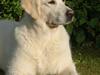 Golden retriever Dewmist Kimberley