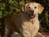 Golden retriever Emma
