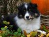 Shetland sheepdog Zarvo'r Precious Black Diamond