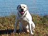 Labrador retriever Rolex